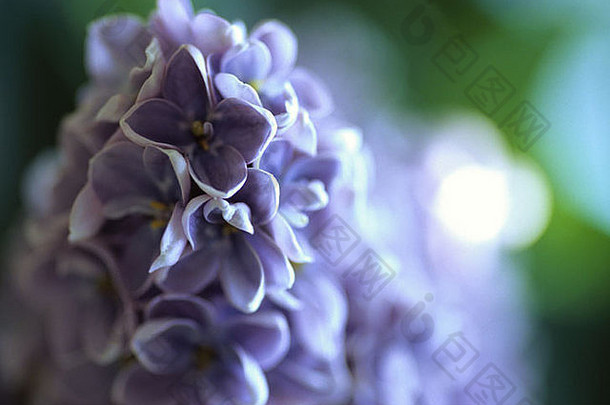 紫丁香寻常的lillà