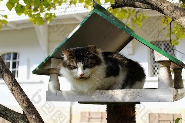 这只猫坐在亚斯纳亚波利亚纳的列夫·托尔斯泰伯爵庄园公园里的喂鸟器里。