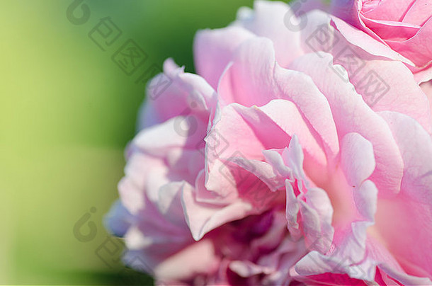 细节粉红色的<strong>玫瑰</strong>花园