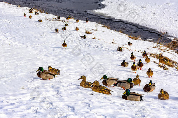 在涅瓦河畔的圣彼得堡过冬的野鸭。通往海岸的人。