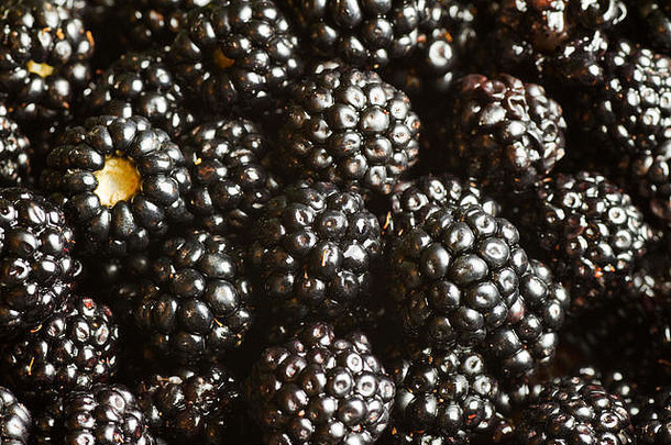 一组黑莓的背景