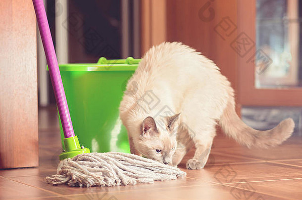 好奇的猫桶拖把清洁地板上