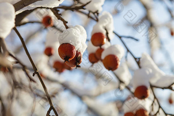 树上覆盖着雪的冬果
