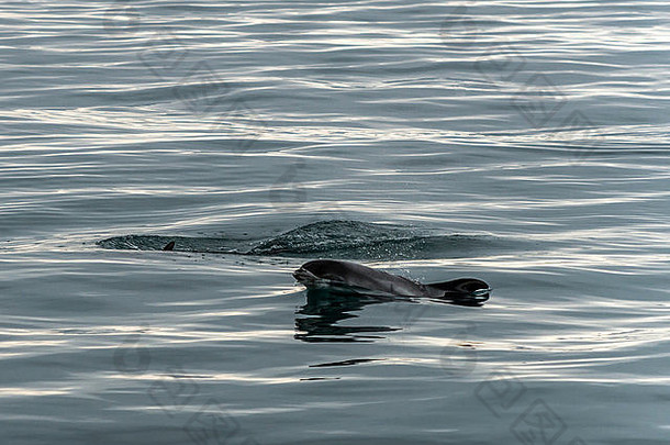 Grundarfjordur Kolgrafafjorour冰冷蓝色水域中的白喙海豚[Lagenorhynchus albirostris]