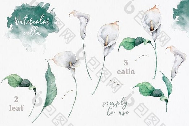 水彩马蹄莲花和叶。手绘插图，在白色背景上绘制独立剪贴画