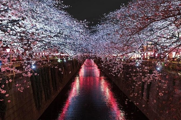 美丽的樱花樱桃开花花光晚上目黑河东京日本