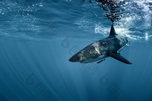 太平洋大白鲨水下侧视图