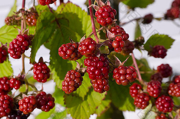 tayberry水果成熟英语花园伯恩利兰开夏郡