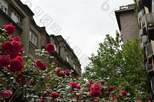 小镇老城区的一丛红玫瑰，背景是古老的建筑和多云的天空