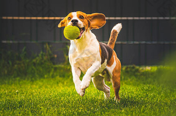 小猎犬在户外花园里玩耍，带着球跑向摄像机。狗的背景。