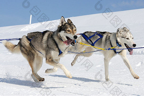运动狗队在雪地里奔跑