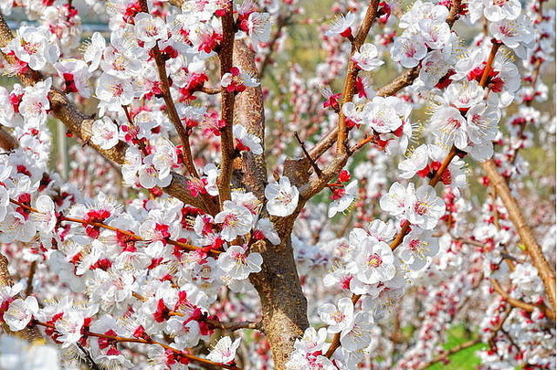 意大利春天的樱花