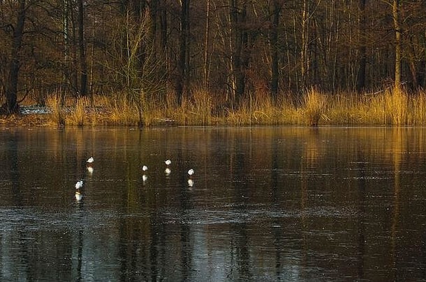 海鸥坐湖移动冷一天