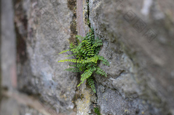 小植物蕨类植物日益增长的石头<strong>墙</strong>