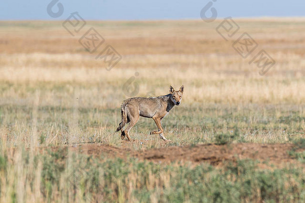湿灰色的狼犬红斑狼疮运行场乔恩耶泽姆利黑色的土地自然储备卡尔梅克地区俄罗斯