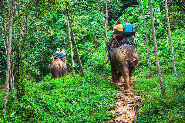 大象徒步旅行丛林北部泰国