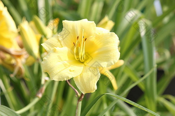 “Stella Supreme”百合（萱草属）是一种受欢迎的多年生植物，它有芳香的柠檬黄色花朵和<strong>淡绿</strong>色的喉部。