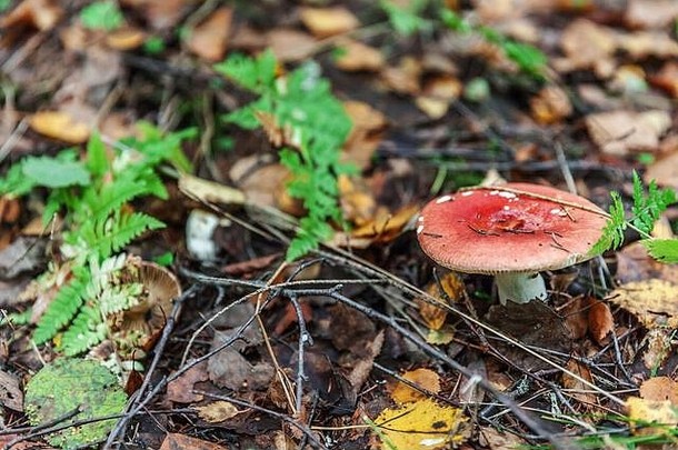 可食的小蘑菇红菇，在苔藓秋天的森林背景中有红褐色的杯状物。自然环境中的真菌。大蘑菇宏观特写。鼓舞人心的自然<strong>夏秋</strong>景观