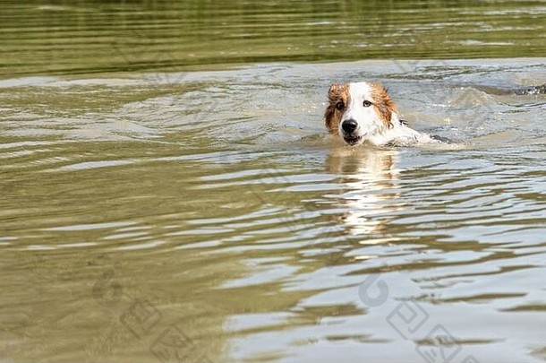可爱的小狗游到湖里或河里，在夏天凉快地散步