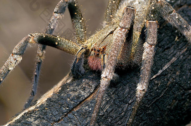 巴<strong>西游</strong>荡蜘蛛（Phoneutria）的一个分支上，有毒蜘蛛来自南美，也称为Armadeira，有几次致命的咬伤事故。