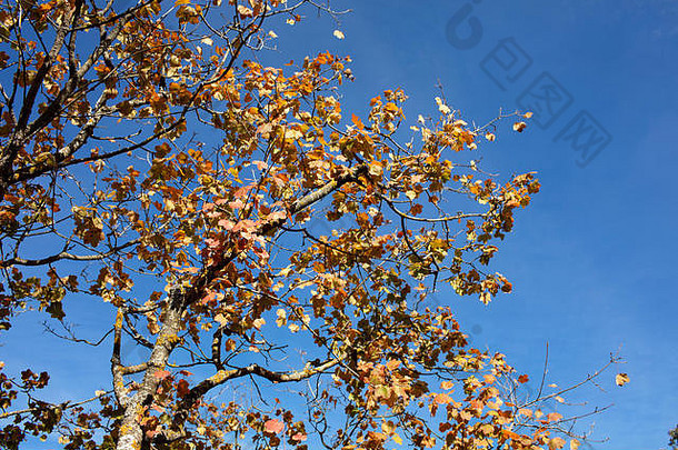 蓝天上长满黄色和棕色叶子的树枝
