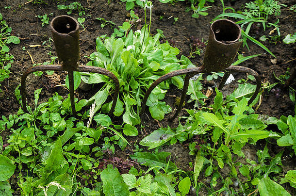 生锈的铁制草叉用来装饰花坛栅栏。一个古老的古典园林工具被困在乡村绿色植物的地上。设计