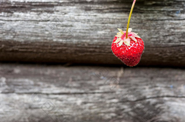 单个成熟的红色草莓悬挂在木制花盆上。