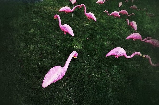 草坪上的塑料粉色火烈鸟