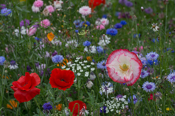 英国夏季草地上的花