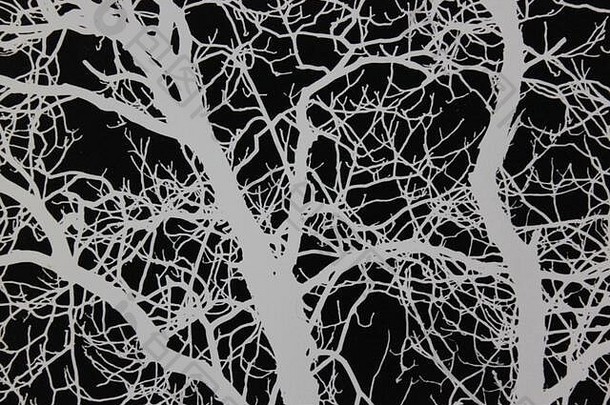 细年代黑色的白色极端的摄影树日益增长的森林