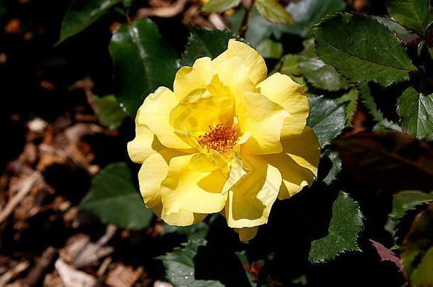 太阳雪碧玫瑰深黄色的强大的香味直径英寸