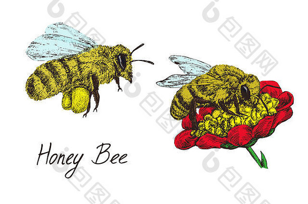 蜜蜂工蜂用采集的花粉和红花飞行，绘图集，手绘涂鸦，刻有铭文的草图，设计元素