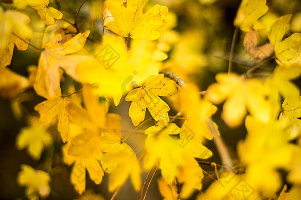 英国牛津，林地景观中的金色秋叶