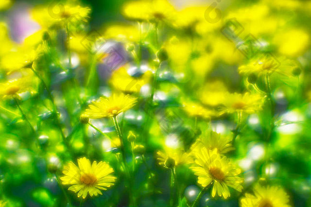 花圃上长满了黄色的雏菊。这张照片是用软镜头拍摄的。模糊艺术。