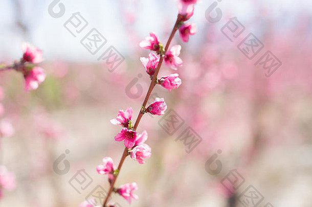 美丽的粉红、花瓣和树木在春天阳光明媚的日子里盛开