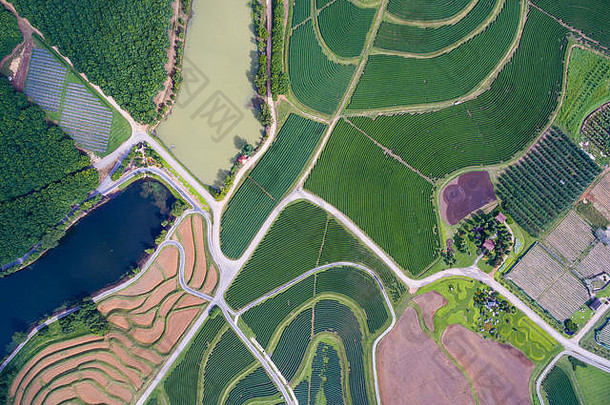 空中视图茶种植园