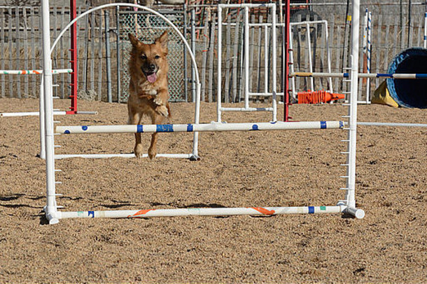 狗敏捷练习：混种狗跳跃