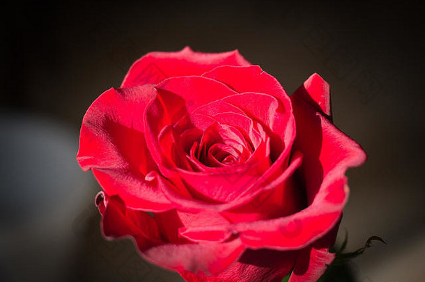 红玫瑰的特写镜头，玫瑰花蕾的顶视图。