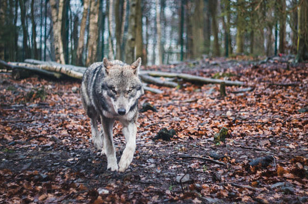 德国泰利森林中的灰狼。