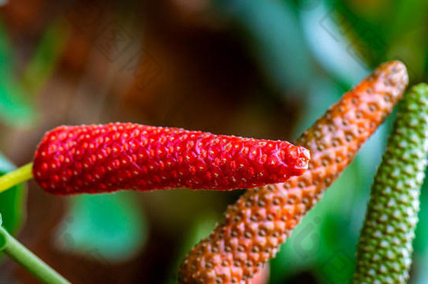 胡椒或爪哇红辣椒，颜色鲜艳。这种植物用于药用