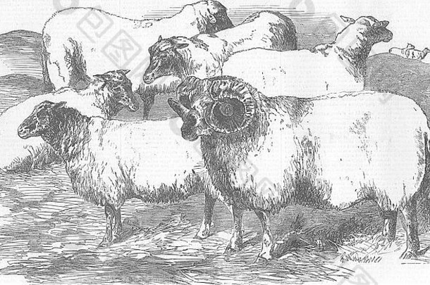 cumbs农场显示卡莱尔羊毛公羊母羊说明伦敦新闻