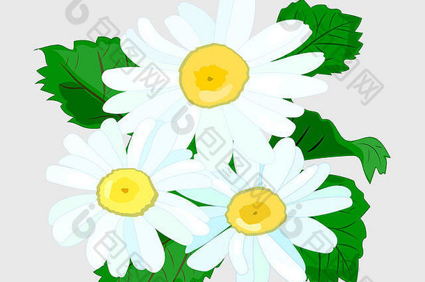 花束现实的雏菊药店洋甘菊孤立的白色背景插图