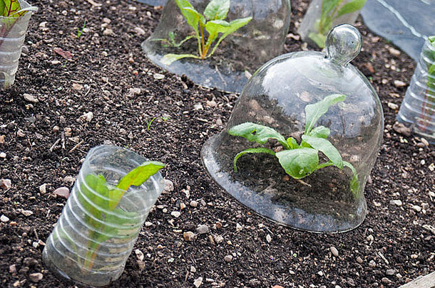 彩虹石<strong>植物</strong>通过钟塞和塑料瓶保护免受天气影响