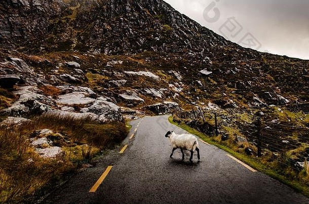 爱尔兰基拉尼，绵羊<strong>横穿马路</strong>