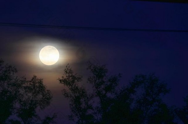 完整的月亮美丽的黑暗天空树影子晚上