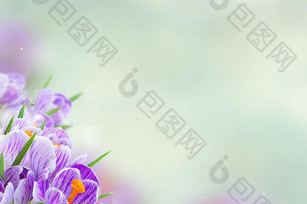 紫罗兰色的番红花属花