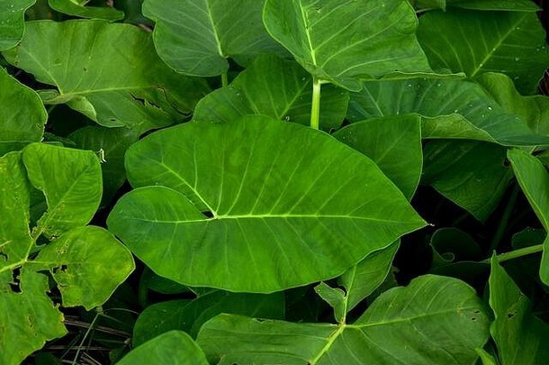深绿色芋头叶（Colocasia种）白色背景上分离的热带叶状植物，包括剪切路径，<strong>高清图</strong>像和高分辨率