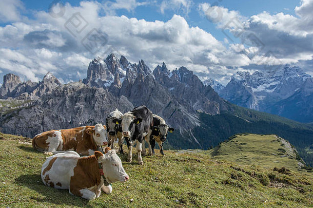 一群美丽的母牛，黑色和棕<strong>色相</strong>间，栖息在意大利白云石上，四周群山环绕