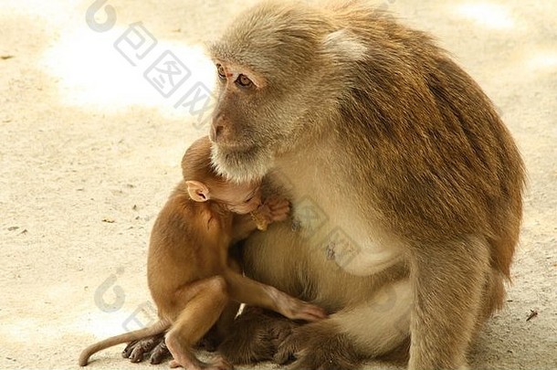 小猴子和他的妈妈