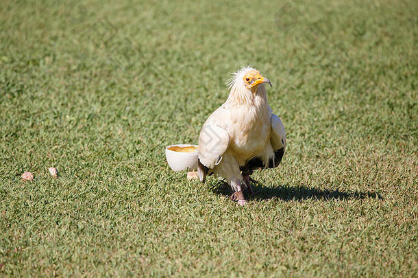 埃及秃鹫用石头打碎塑料蛋。